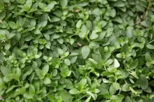 100 % Organic Oregano Herb Plant Seeds- 600  Count  / Grown in USA