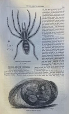 1861 Spiders illustrated