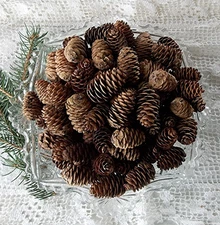 100 MINIATURE NATURAL SPRUCE PINE CONES 1"-1 3/4" LONG - FOR POTPOURRI & CRAFTS