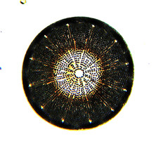  on The Hot Collector