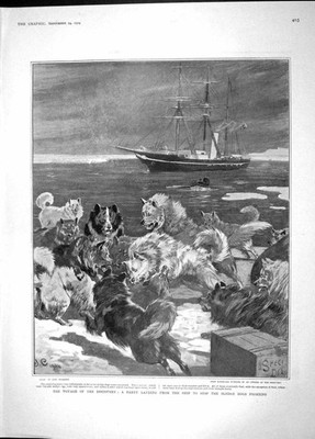 Original alter antiker Druck 1904 Schiff Entdeckung Schlittenhunde König Peter Belgrad