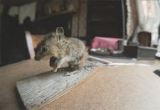 National Trust Mouse Postcard Birmingham Back to Backs West Midlands 2015