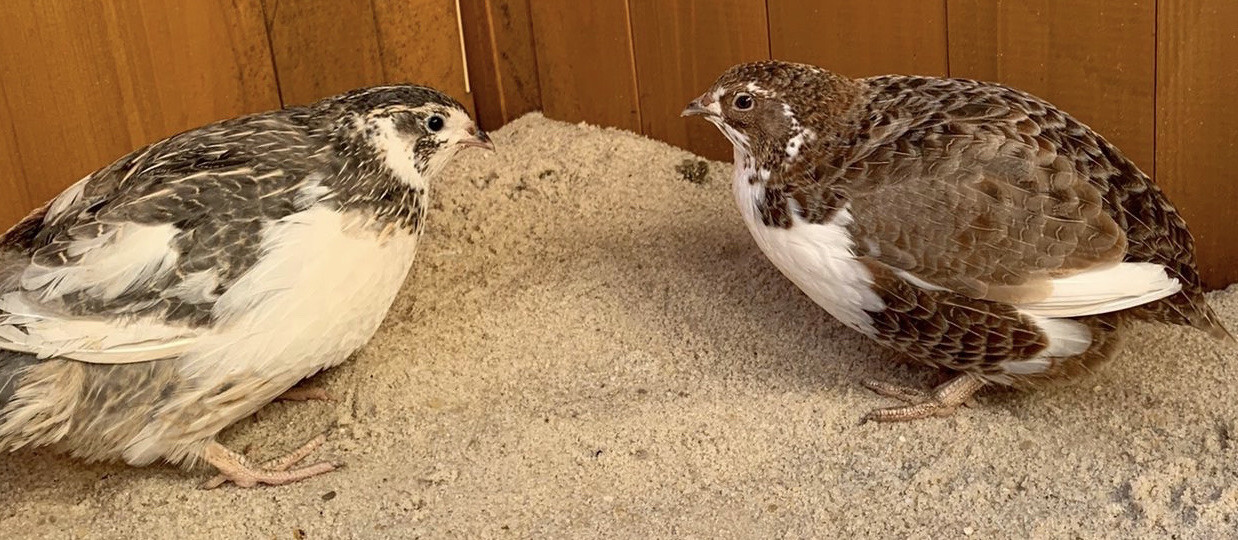 10 Celadon Blue Coturnix Quail Hatching Eggs eBay