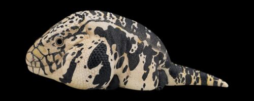 【Auf Lager】Tier himmlischer Körper Merianae argentinisch schwarz weiß Tegu Statue - Bild 3 von 7