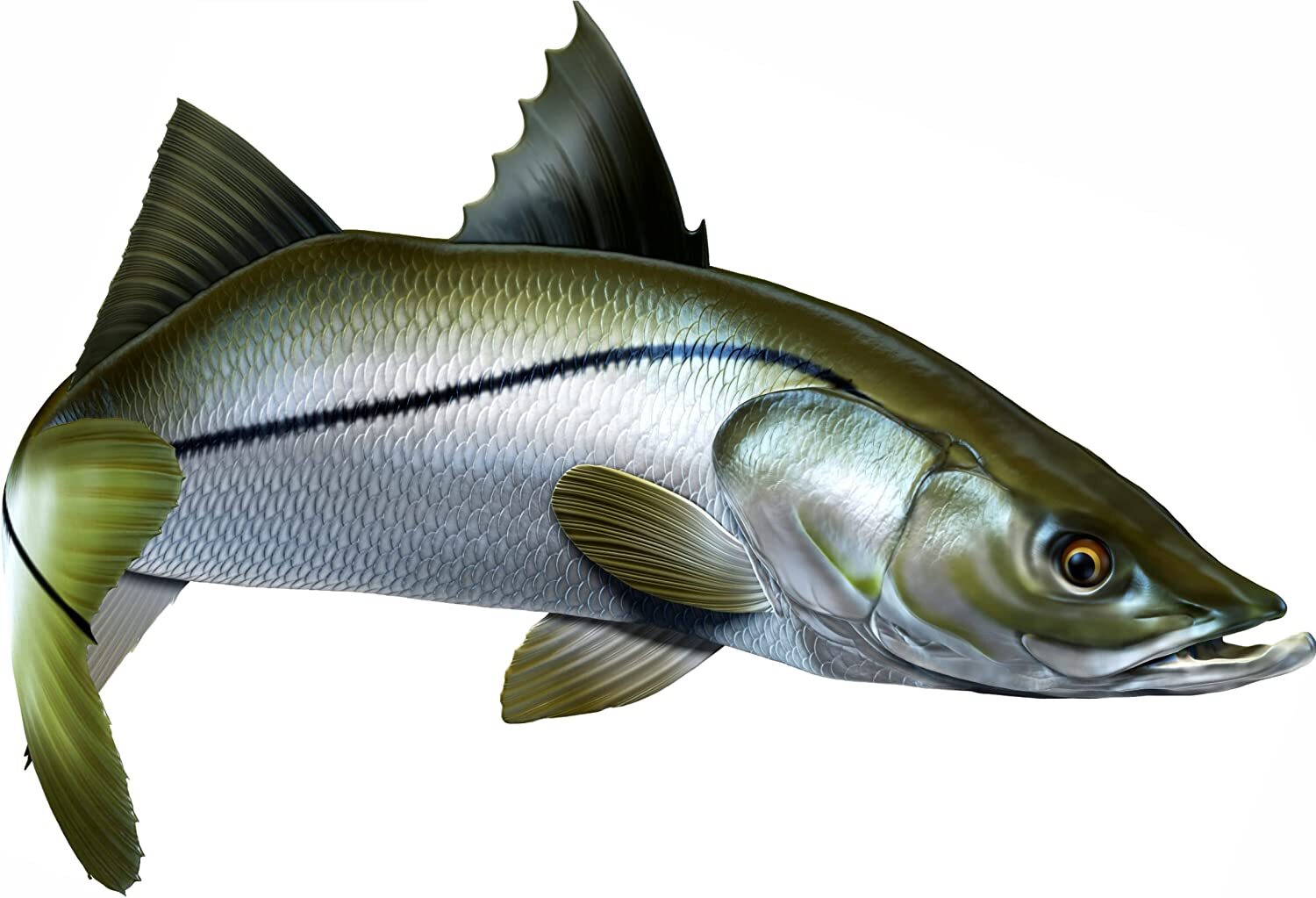 Snook Beautiful Vinyl Sticker Fish Decals for Boat Car Vehicle Truck ...