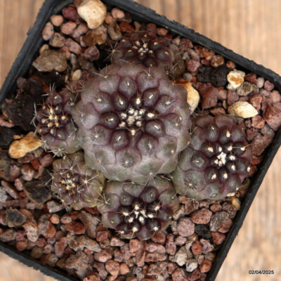 D2505 COPIAPOA CONTINUA pot7-H4,5-W6 cm MaMa Cactus | eBay