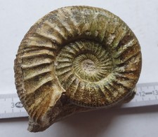 Toller grüner Ammonit - Orthosphinctes desmoides - Malm- Bischberg-alte Sammlung
