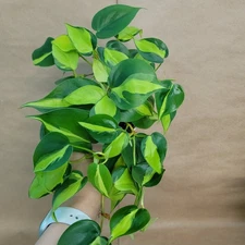 Philodendron Brasil - Lush 4" Pot Indoor Tropical Plant - Easy Care & Air Purifi