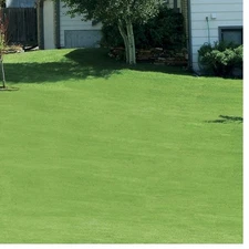 Green Canada Grass Seed, Grows Lawn Thick And Lush As Carpet, Withstands Weather