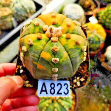Astrophytum asterias-Ariocarpus /Astrophytum myriostigma /gardening supplies