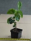 ZEAK TAMMY JAYNE Tropical Hibiscus -- Plant in 4.5" pot — photo 3