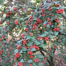 70cm Large Cotoneaster Franchetii Franchet's Cotoneaste  Autumn Plants 4