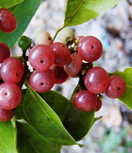 3-x-pink-orange-berry-plants-native-fruit-tree-easy-grow-bush-tucker