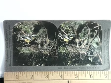Magnolia Warbler Stereoview Keystone View Co. 1900s Bird Nest