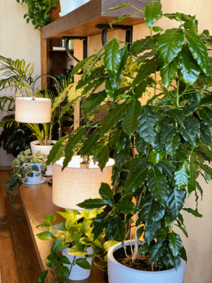 10 Coffea arabica Seeds Tropical EXOTIC Coffee Bean Indoor House Plant Tree  RARE | eBay