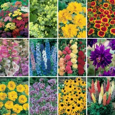 Perennial Plug Plants x 24 Cottage Gardens Easy To Grow Colourful Garden Ready