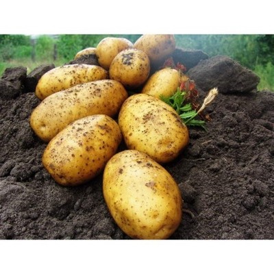 RACHE Kartoffelsamen 0,02g Bio gute Ernte Garten weltweiter Versand