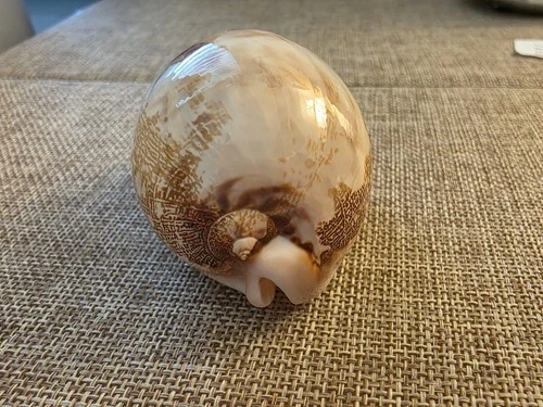 Cypraea Leporicypraea Mappa Geographica 76.2 mm Thailand
