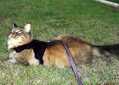 best cat harness for large cat