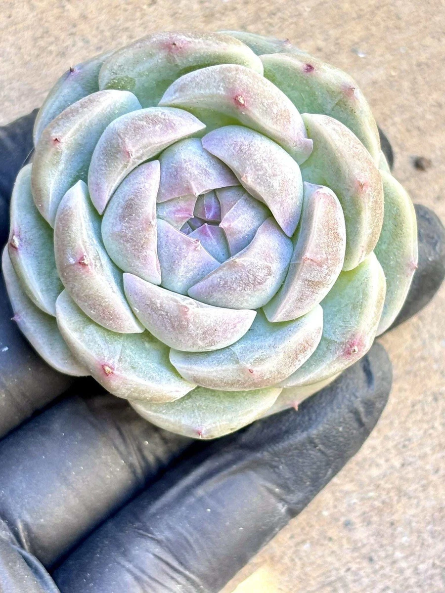 Echeveria Lychee Bubble| Live Succulent Plant | Korean Succulent |  Variegated ae | eBay
