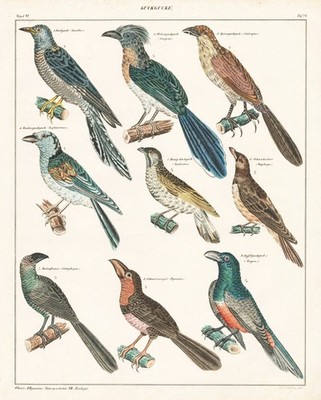 Kuckuck cuckoo bird oiseau Vögel birds Vogel bird Oken Lithographie 1830