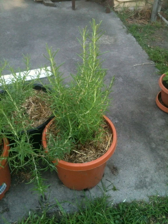 Picture 5 of 5
