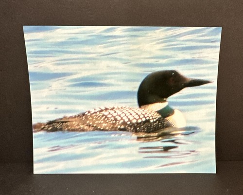 Common Loon Photograph Print 2 pcs. Bird Water Wildlife Photo, 8x10 - Picture 6 of 22