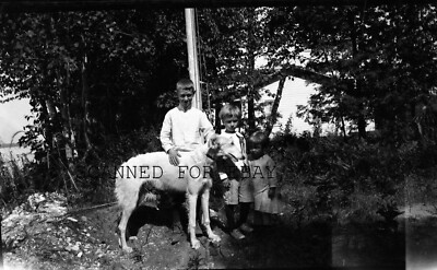 1910s Young Boys Children and Dog Wolfhound ORIGINAL PHOTO NEGATIVE