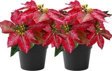 2 Pack Poinsettias Artificial Christmas Flowers Small Poinsettia Plant Artificia