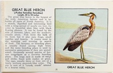 1931 Great Blue Heron Bird Print Red Book Birds Of America Vintage Nature A7F