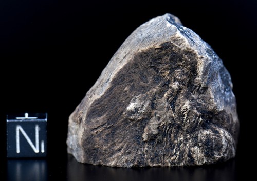 Stunning OSMUNDA fossil fern with ingrown tree root !! from Trimmelkam Austria - Picture 6 of 6