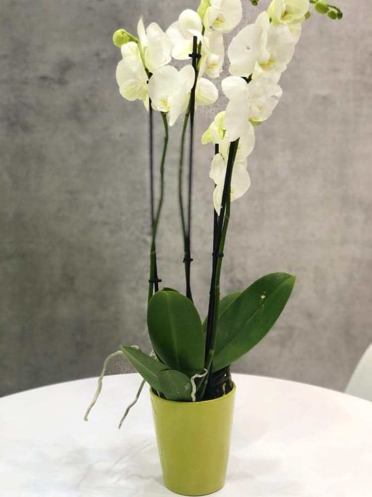 Pot à fleurs en céramique pour orchidées sans stagnation d'eau - 3