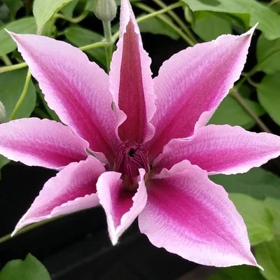 Clematis YUAN Waldrebe rosa-pinke Blüten - kleinwüchsig - Bild 1 von 3