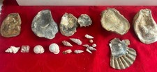 Fossili Di Conchiglie Da Collezione 
