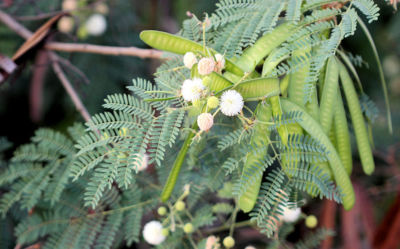 Leucaena leucocephala Miracle Tree seeds Multi Purpose | eBay