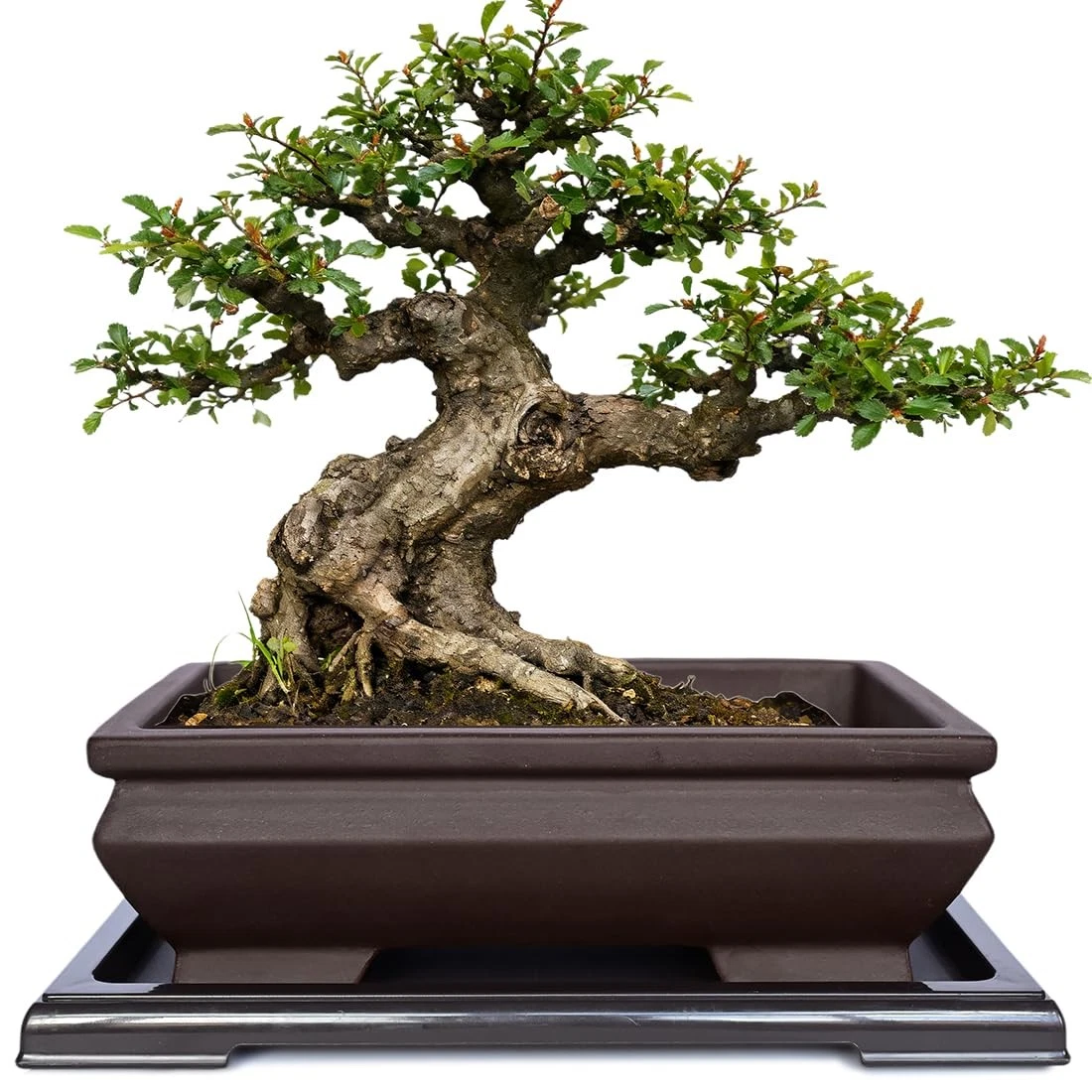 japanese bonsai pot products for sale | eBay