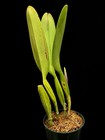 Rare! Cattleya mossiae Willowbrook' FCC/ AOS -Flowering-size Division — photo 4