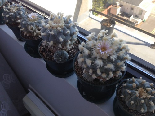 Lophophora Williamsii 100 Samen, Peyote Kaktus Samen, Ariocarpus LW 100 Samen