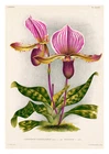 Cypripedium Lawrenceanum Trieuanum by Jean Linden Orchids A4 Art Print
