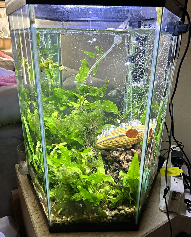20 Gal Hexagon Glass Aquarium Tank w/ Hood - Freshwater, 12 in Wide