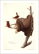 1997 Vintage Print House Wren Bird Old Hat Branch Art Illustration Image Audubon