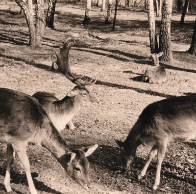 Vintage Photo Fallow Deer Group Birch Forest Original Wildlife Buck Doe Nature