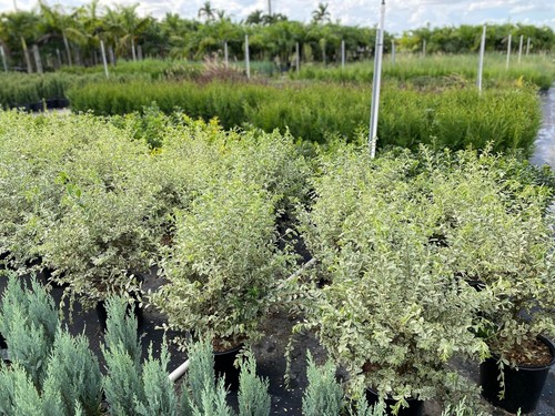 Ligustrum Sinense Variegated | 2 Extra Large 3 Gallon Plants | Ligustrum...