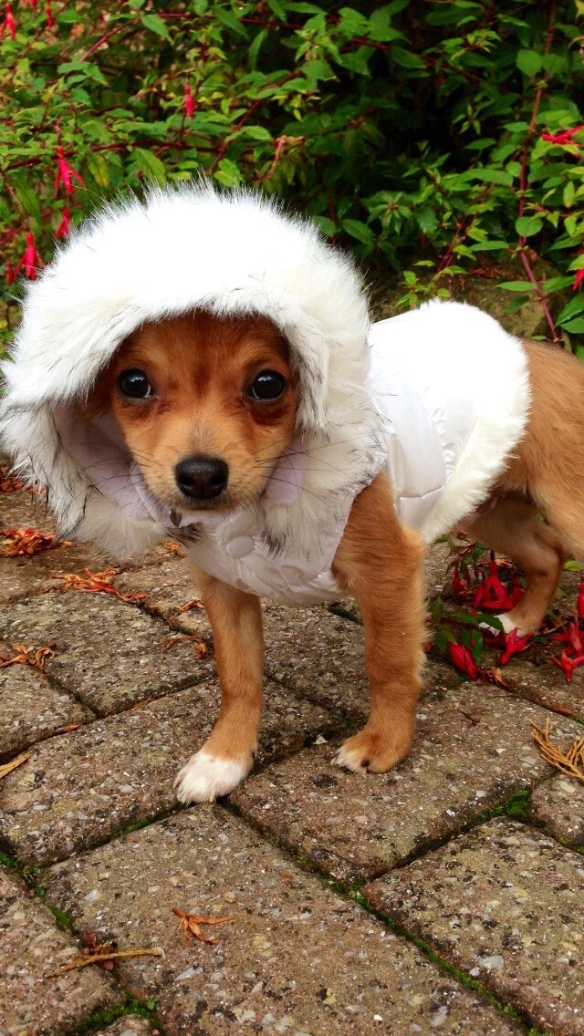 Stunning Small White Toy Breed Dog Faux Fur Hooded Coat