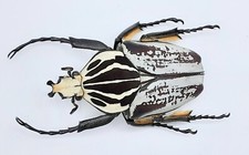 Goliathus goliatus variation, male, A-, 63 mm, Cameroon, #GC63