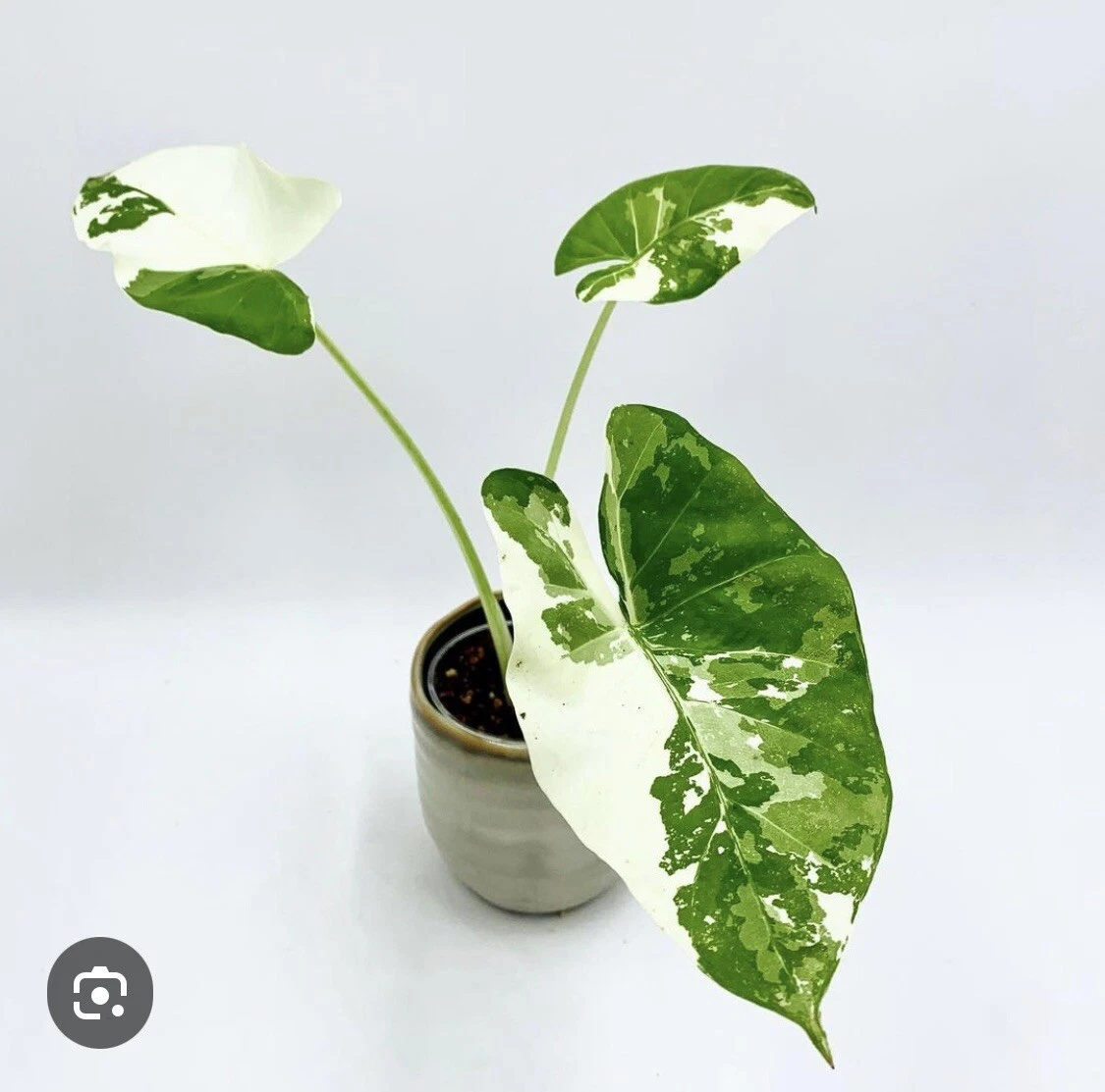 Alocasia Adore Variagate Plant