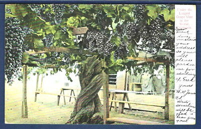 GRAPEVINE/in a lifetime presents anothe… The Largest Grapevine in the World, Carpinteria, California