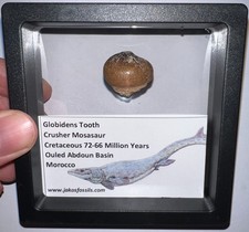 Lote de dientes fósiles de la era de dinosaurios GLOBIDENS MOSASAUR enmarcados .8 en uno por pedido