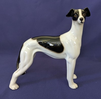 white greyhound dog