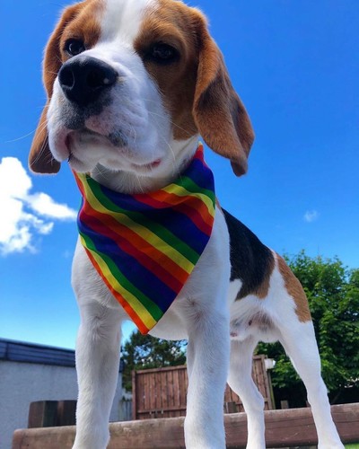 Rainbow Pride Dog Bandana Slip On Collar Neckerchief LGBT Scarf Tie Personalise - Picture 9 of 9